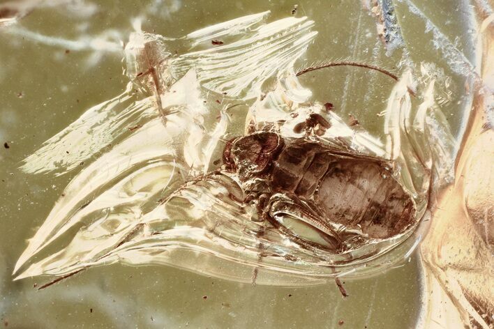 Detailed Fossil Barklouse (Psocodea) Nymph In Baltic Amber #372598